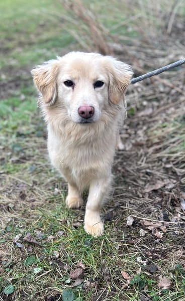 Milo - geb. 4/2023 - ca. 36 cm