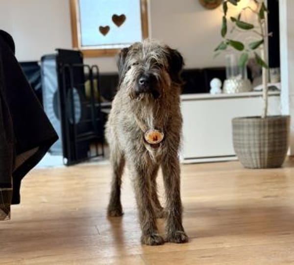 Liebenswerter Zottel Mushu sucht Zuhause