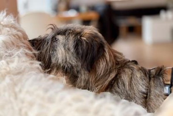 Liebenswerter Zottel Mushu sucht Zuhause