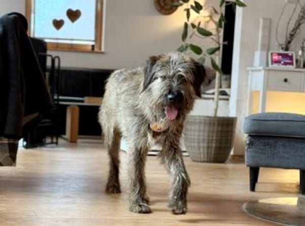 Liebenswerter Zottel Mushu sucht Zuhause