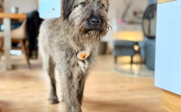 Liebenswerter Zottel Mushu sucht Zuhause