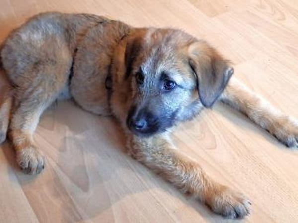 Lias - zarter Schatz wartet in Hofheim