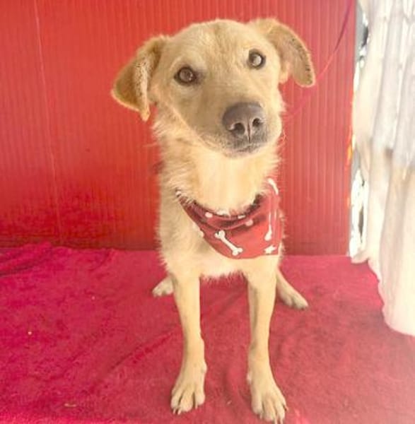 ❤liebenswerter FRENKI erlebte die Hölle