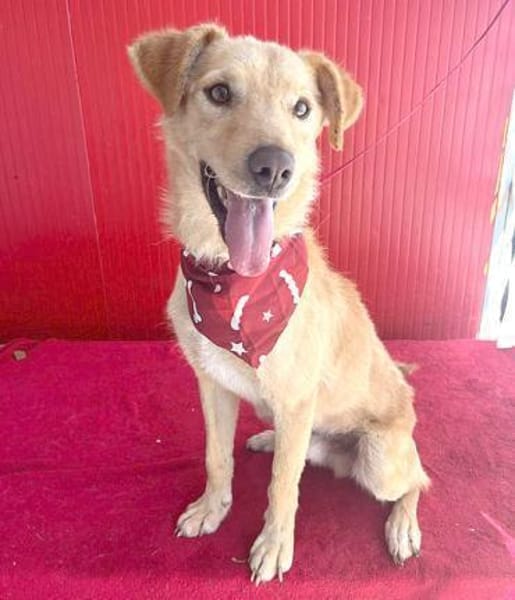 ❤liebenswerter FRENKI erlebte die Hölle