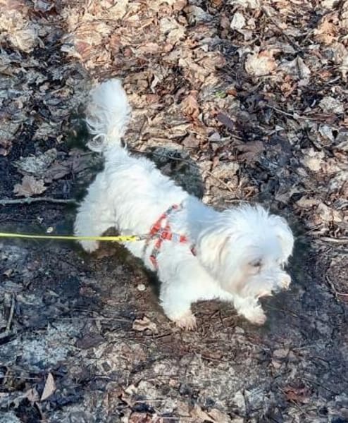 Melanie in 41363 Jüchen