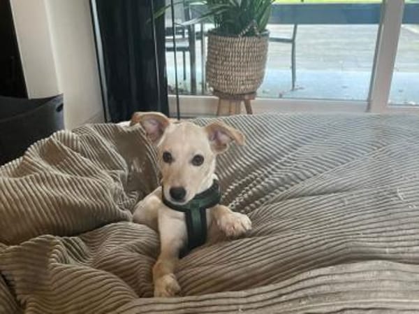 Ivy sucht Für-immer-Zuhause