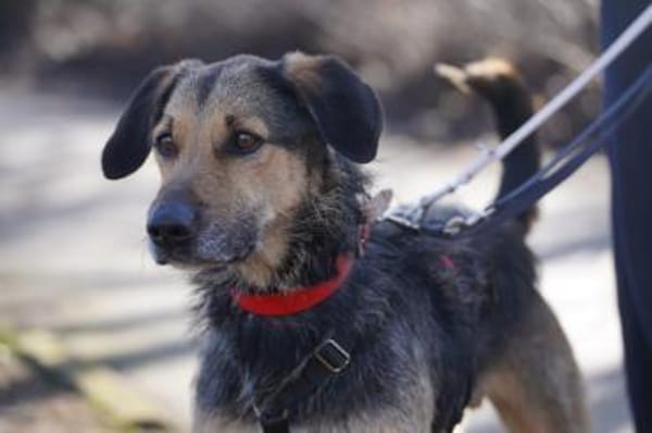 Quinqui - Zuhause gesucht