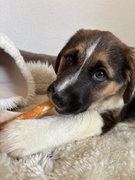 Boreas, geb. 10/2025, 69151 Neckargemünd