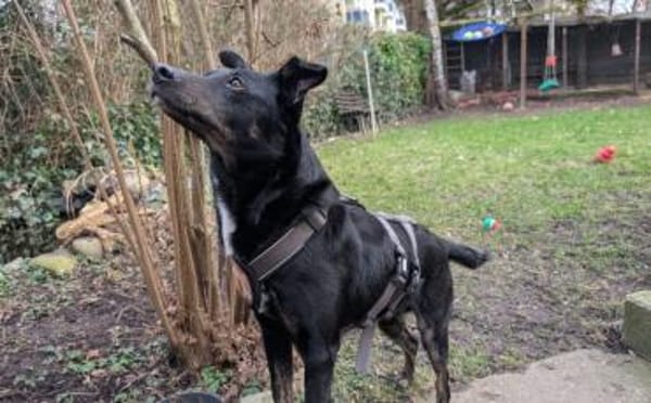 Der sanfte Berny möchte endlich ankommen