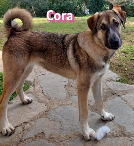 Cora - aktiv und freundlich