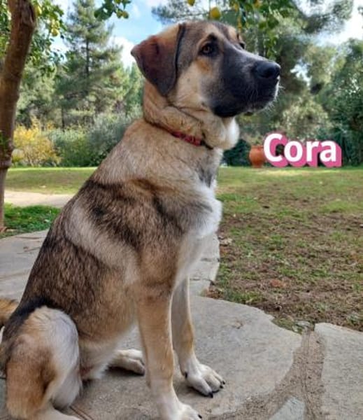 Cora - aktiv und freundlich