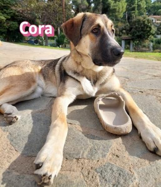 Cora - aktiv und freundlich