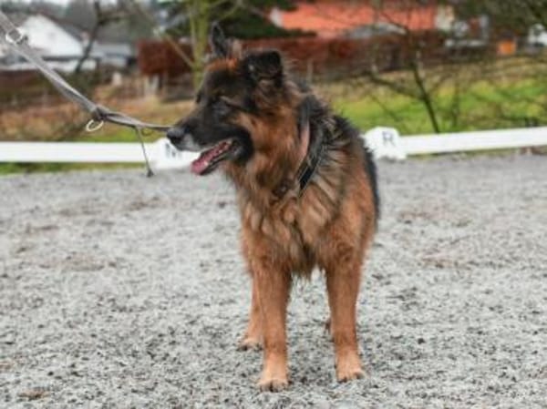 Ayo sucht aktive Menschen