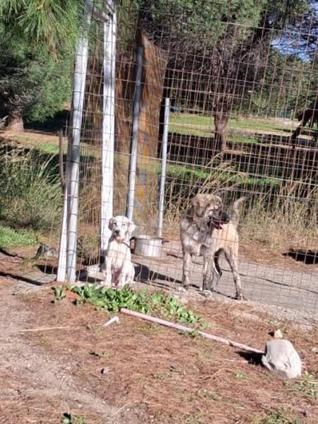 Zuhause gesucht für Luna