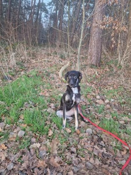 Nita - zarte freundliche Seele🍀