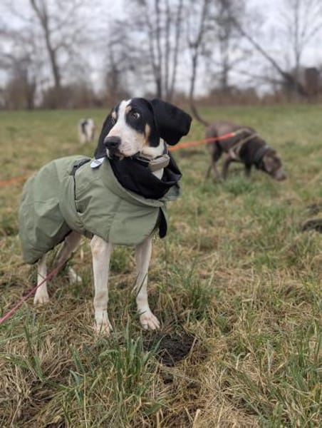 Momo sanfter Rüde auf Pflege in Hessen