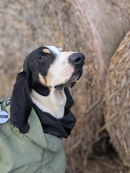 Momo sanfter Rüde auf Pflege in Hessen