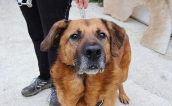 Buiscuit sucht seinen Heimathafen