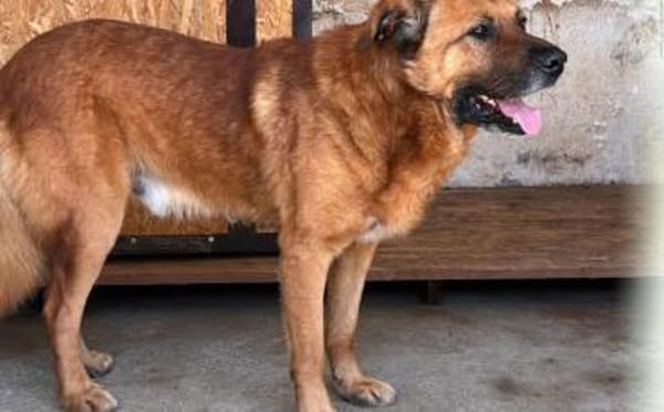 Buiscuit sucht seinen Heimathafen