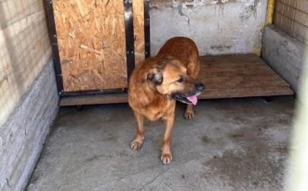 Buiscuit sucht seinen Heimathafen