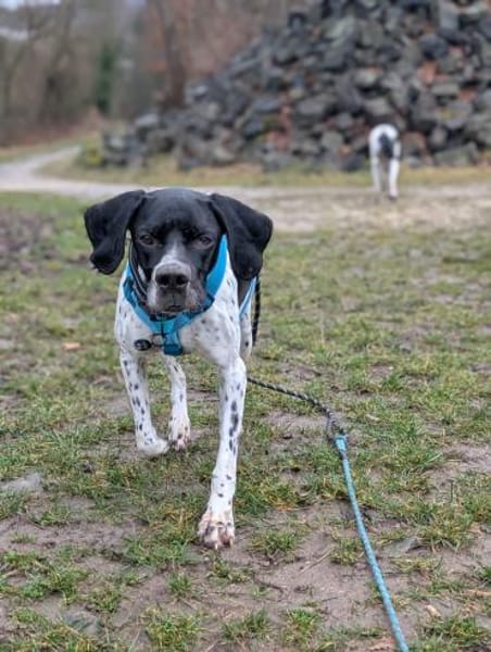 Hugo sucht Action  PointerPowerHerz