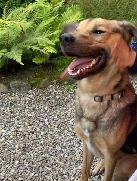 Steve sucht ein neues Zuhause