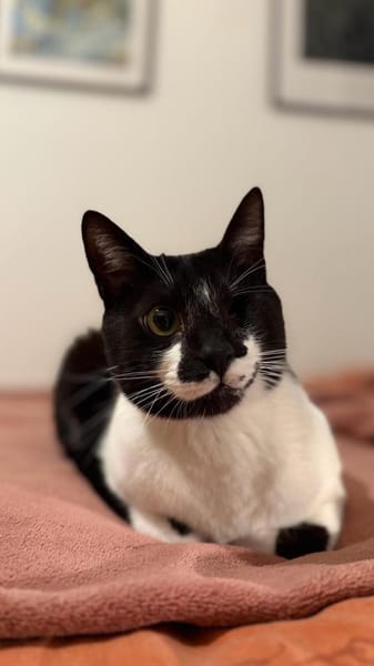 Kosmas & Batsi aus dem Tierschutz