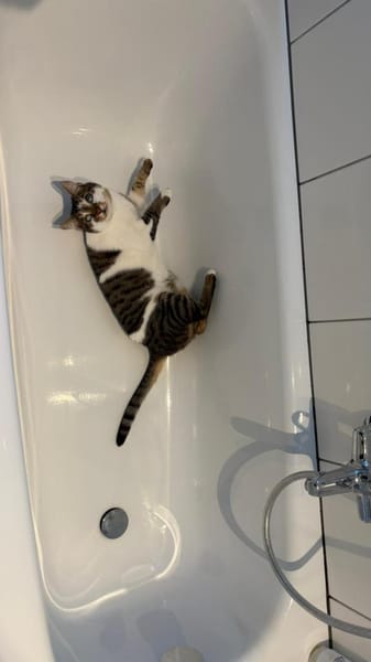 Kosmas & Batsi aus dem Tierschutz