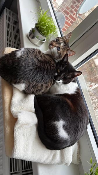 Kosmas & Batsi aus dem Tierschutz