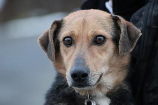 Patti - verschmust u. zutraulich