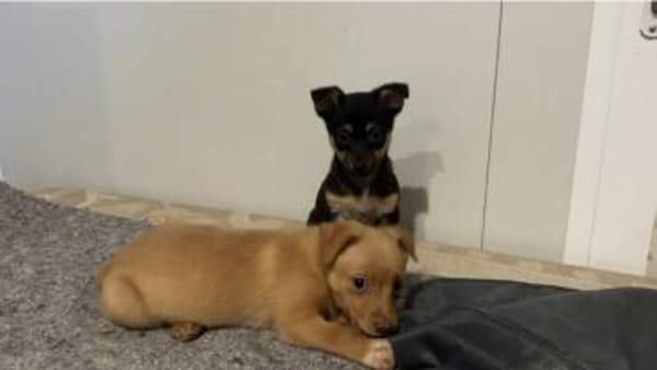 Bica sucht ihr Glück