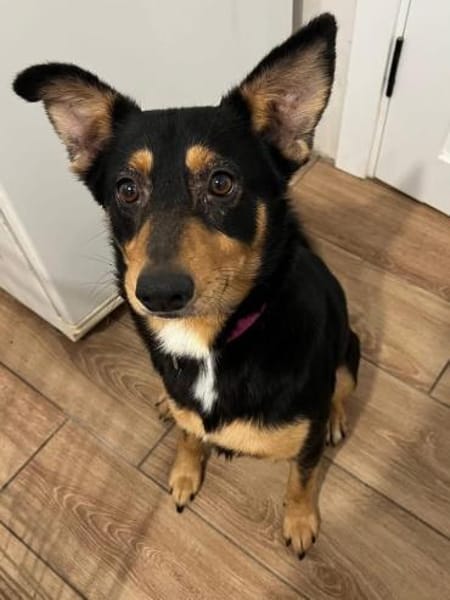 Barni sucht ein liebevolles Zuhause