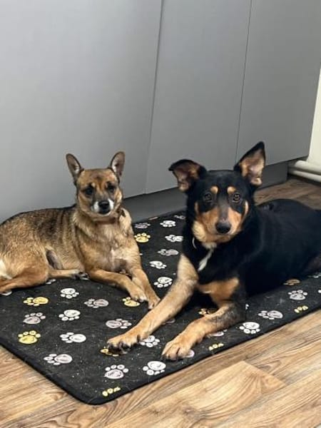 Barni sucht ein liebevolles Zuhause