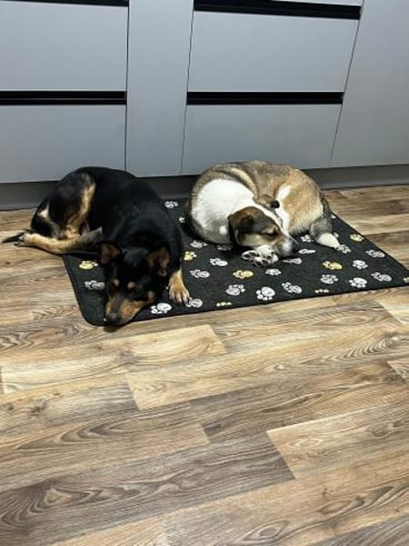 Barni sucht ein liebevolles Zuhause