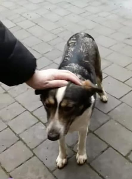 Bunda, eine ruhige 2-jährige Hündin