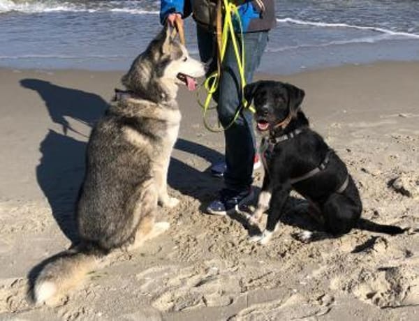 Puffi sucht seine Menschen