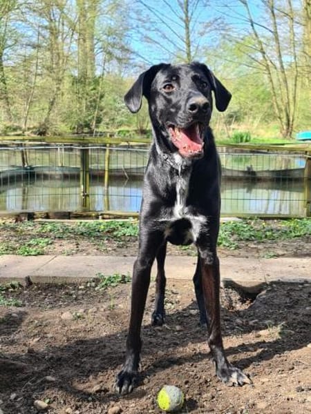 Pizzy/Shadow  sucht ein neues Zuhause