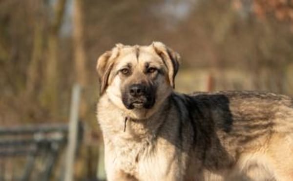 Eloy sucht seine Herzensmenschen