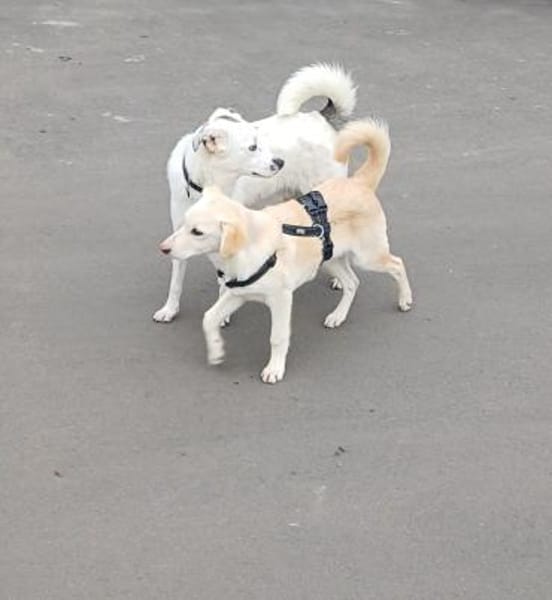 Rafaello  kleiner Entdecker