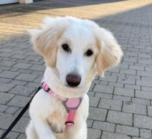 liebe, wunderschöne Kiki