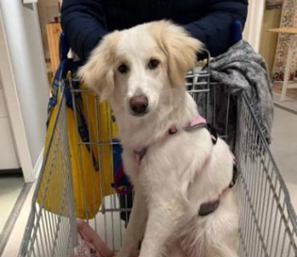 liebe, wunderschöne Kiki