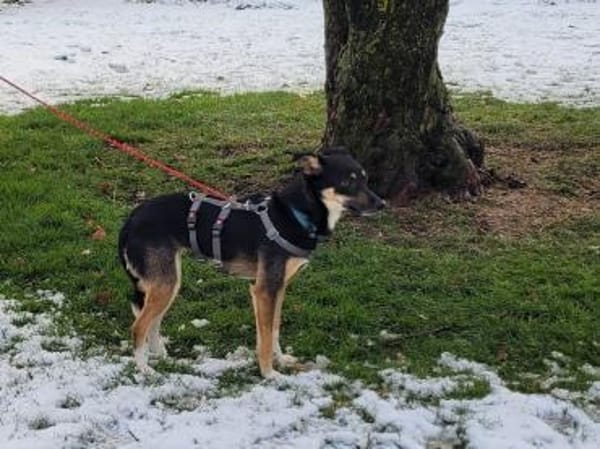 kleine Terrier-Dame Cindy (Tierschutz)