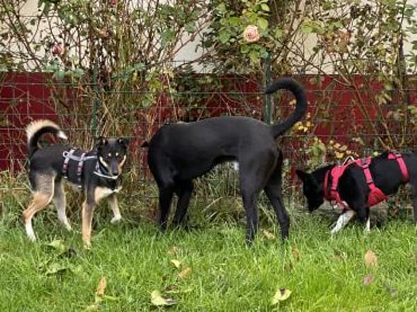 kleine Terrier-Dame Cindy (Tierschutz)