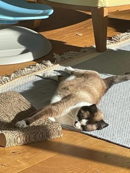 Wunderschöne Maggie sucht Einzelpalast