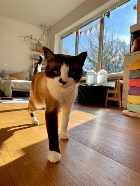 Wunderschöne Maggie sucht Einzelpalast