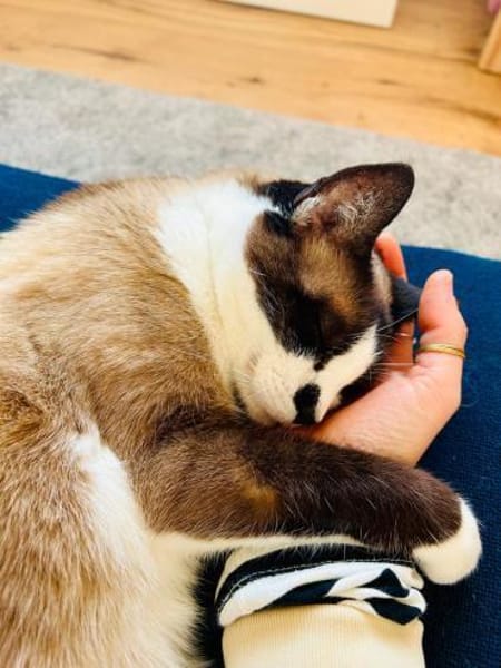 Wunderschöne Maggie sucht Einzelpalast