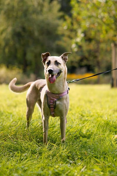 Lea, Dein zukünftiger Seelenhund🐾