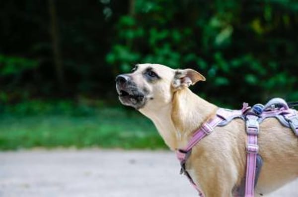 Lea, Dein zukünftiger Seelenhund🐾