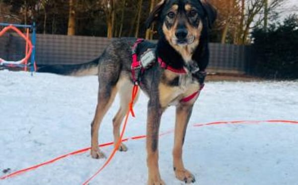 Daphne sucht aktive Menschen