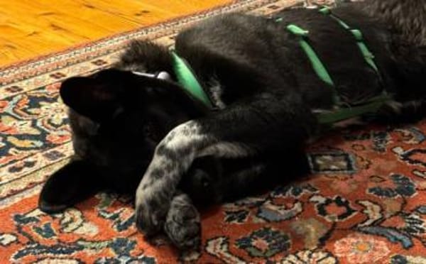 Dante sucht Hundeversteher